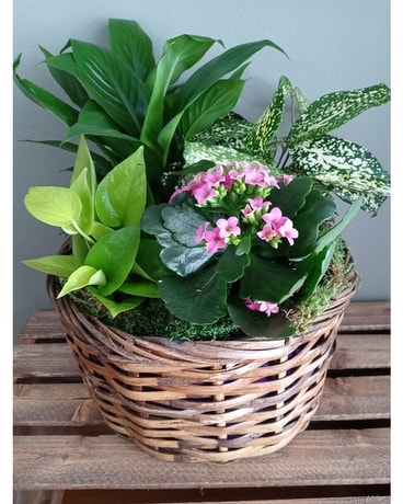 Designer's Choice European Garden Plant