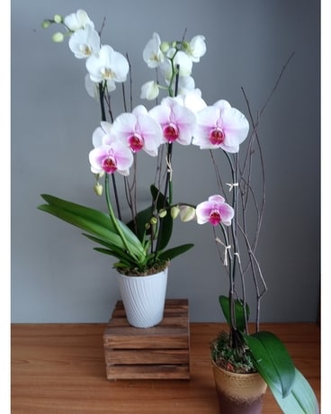 Our Signature Orchid Plants Plant